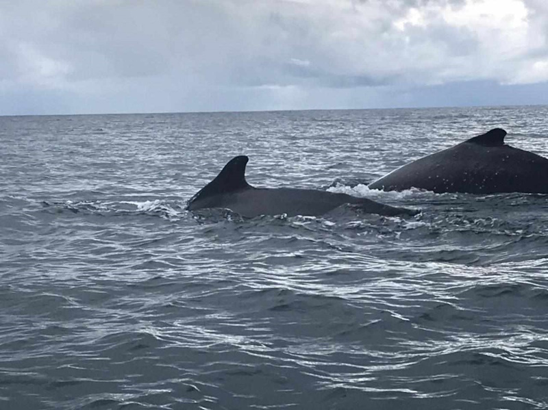 ballenas